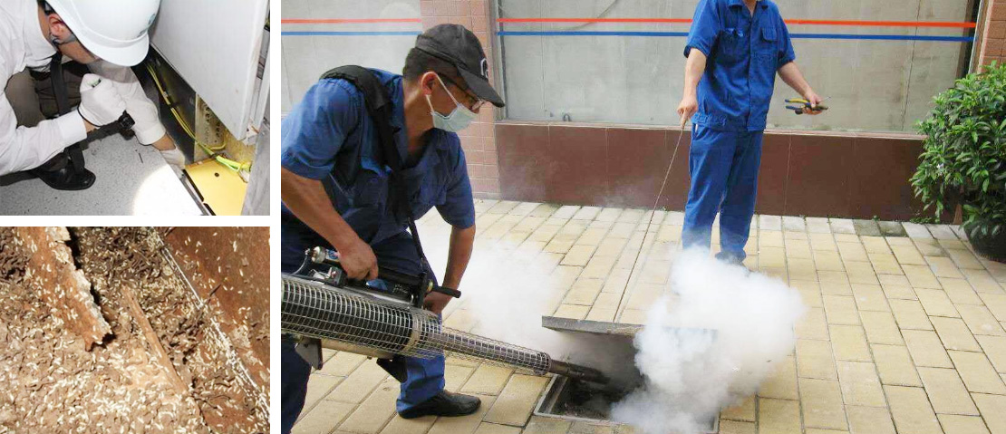 成功簽定 懷化永發(fā)滅鼠,懷化滅老鼠,懷化白蟻防治 網(wǎng)站建設(shè)合同